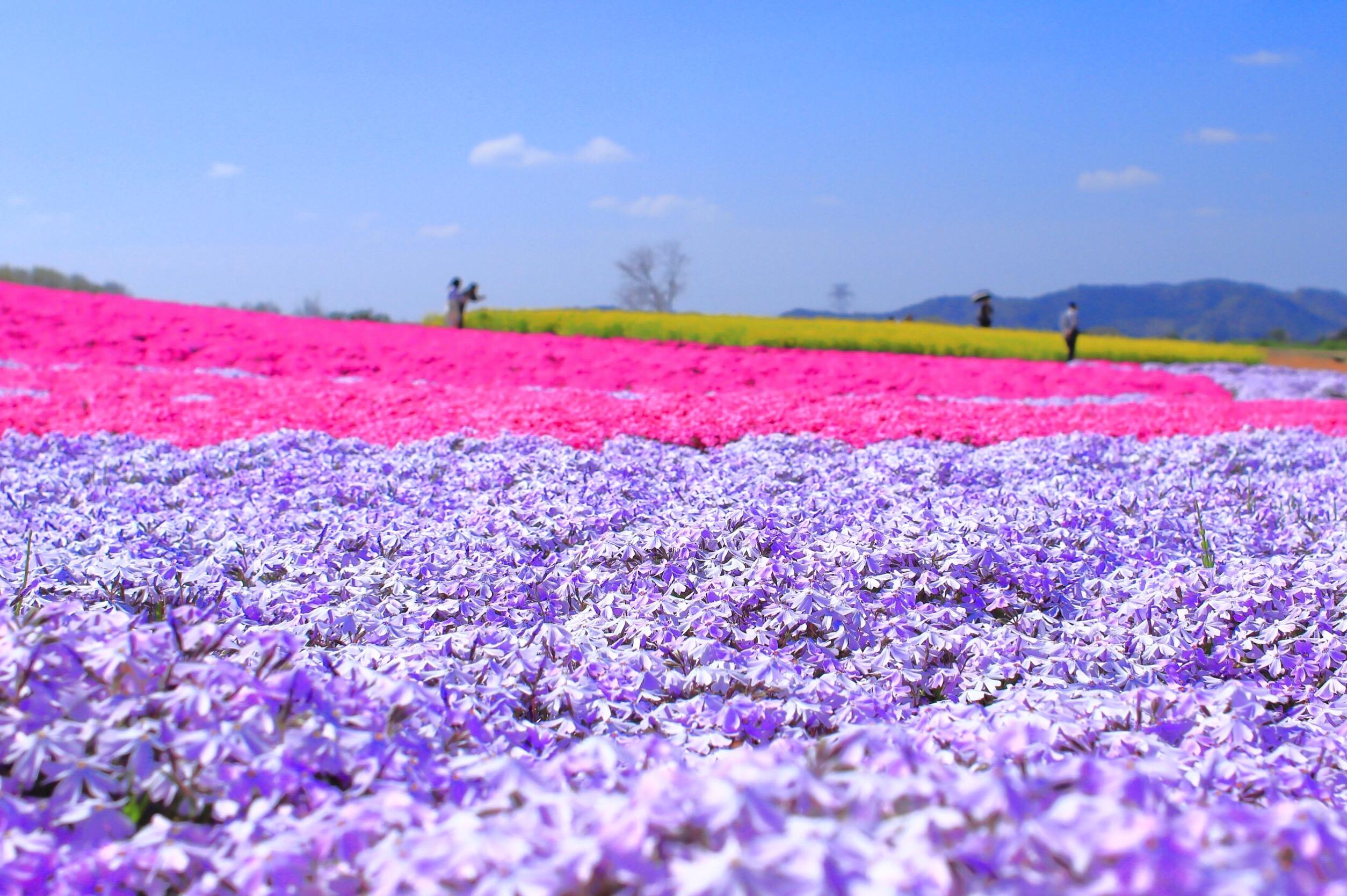 芝桜03.jpeg